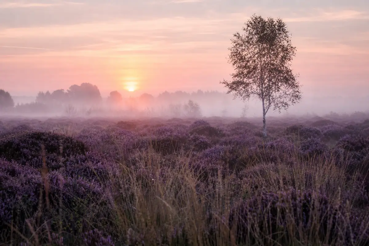 Stiltegebieden: waar vind je nog echte stilte in Nederland?